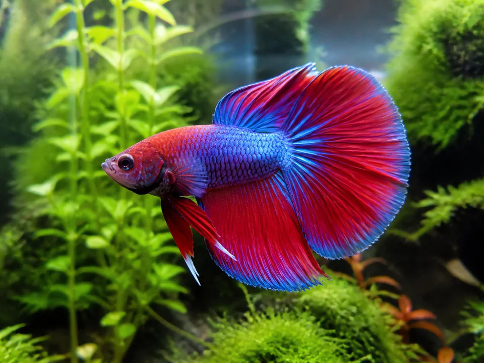 Betta Fish Care: Tank Setup, Diet & Health Guide
