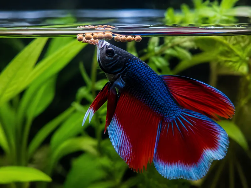Betta Fish Diet: Best Food & Feeding Schedule