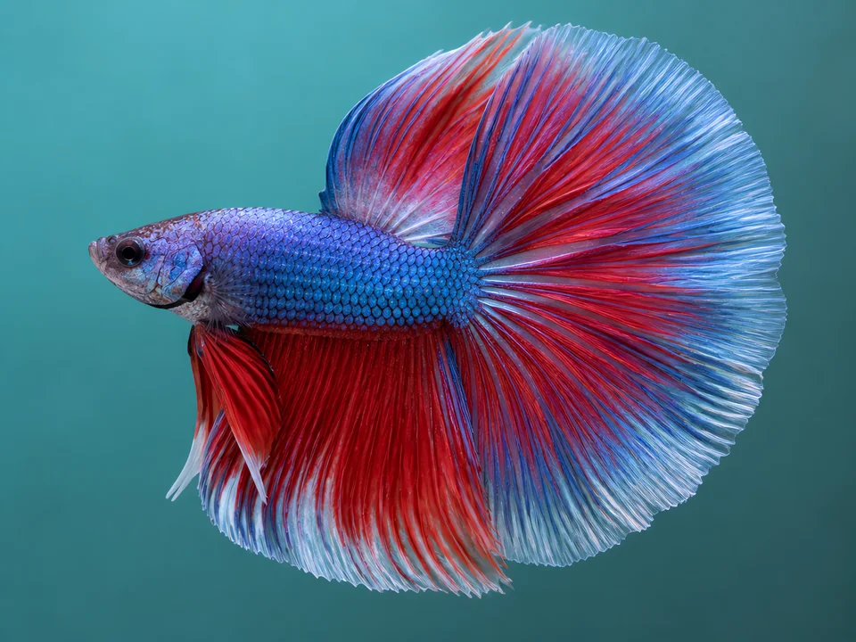 Betta Tail Types: 12 Varieties, Prices & Which to Choose