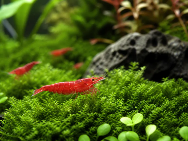 Cherry Shrimp Care: Tank Setup, Water Parameters & Breeding