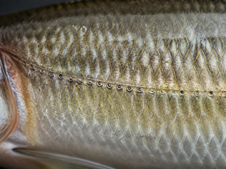 Fish Lateral Line: The Sixth Sense Explained