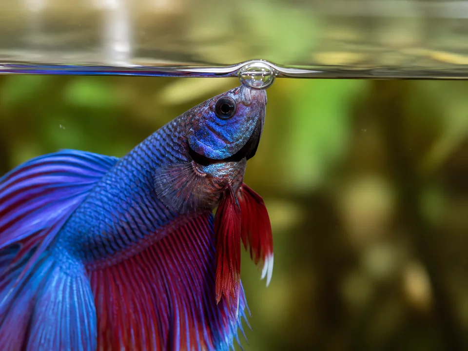 Betta Labyrinth Organ: How Bettas Breathe Air