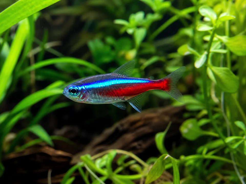 Neon Tetra Care: Tank Size, Water & Schooling Guide
