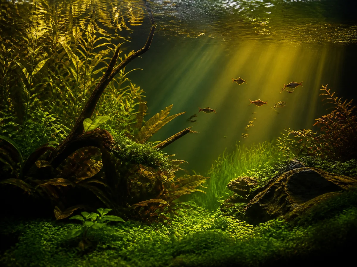 Why Fish Need Light Cycles: Circadian Rhythms in the Aquarium