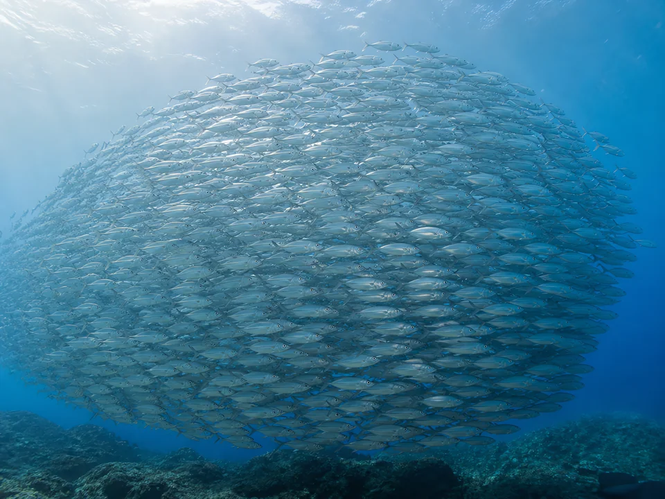 Why Do Fish School? The Science of Shoaling Behavior
