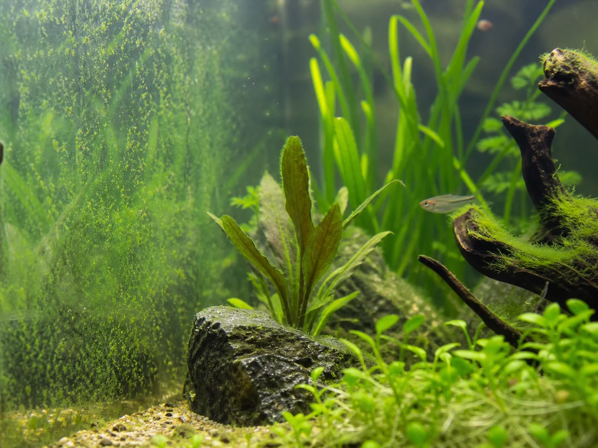 Why Your Aquarium Has Algae: Causes, Prevention and Control
