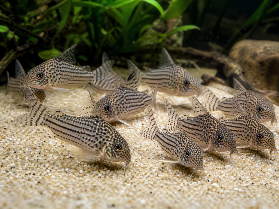 Callichthyidae — Armored Catfish