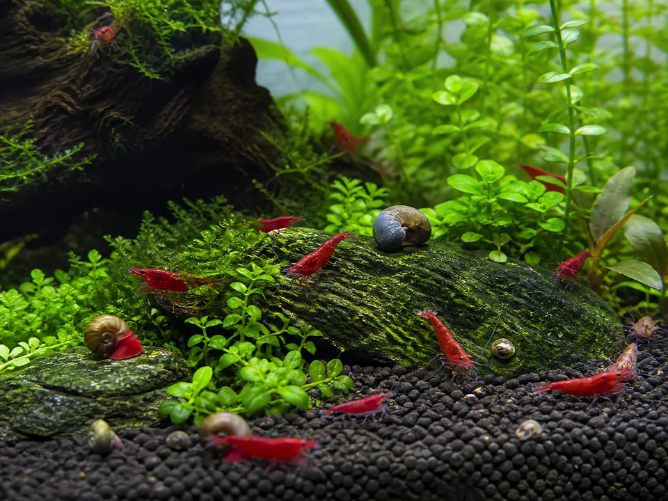 Neocaridina & Invertebrates