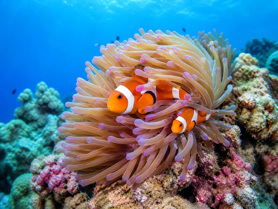 Pomacentridae — Reef Fish