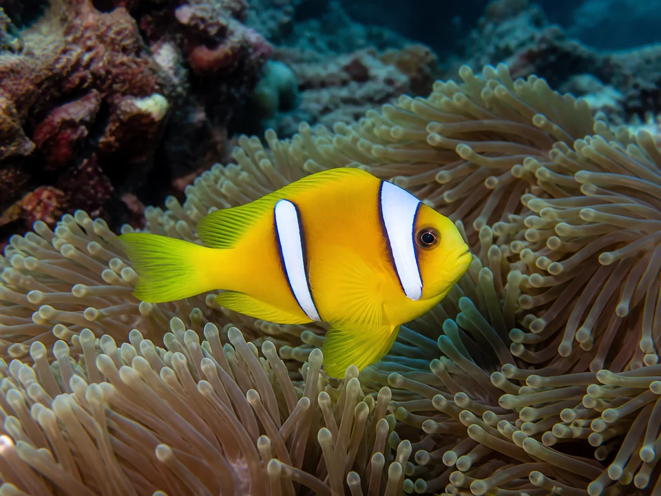 Amphiprion clarkii — Clark's Clownfish