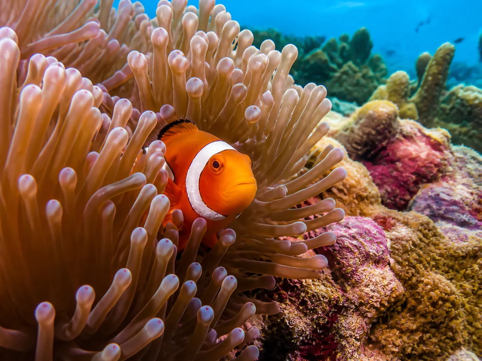 Amphiprion ocellaris — Ocellaris Clownfish