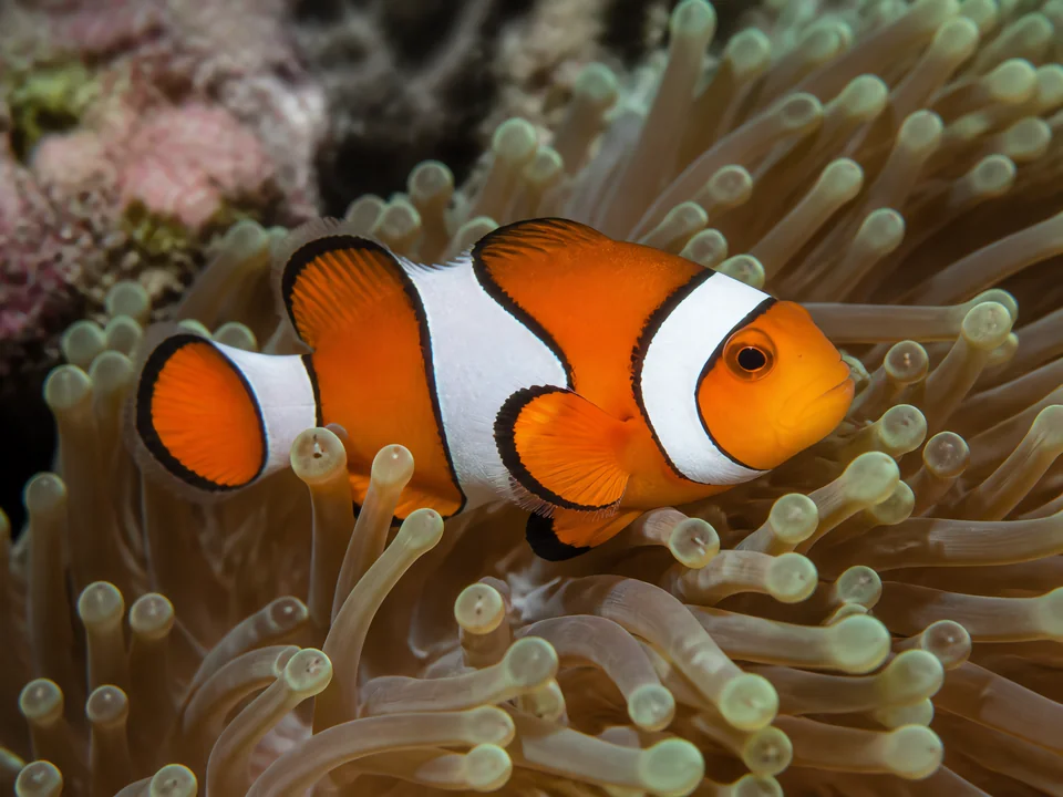 Amphiprion percula — Percula Clownfish