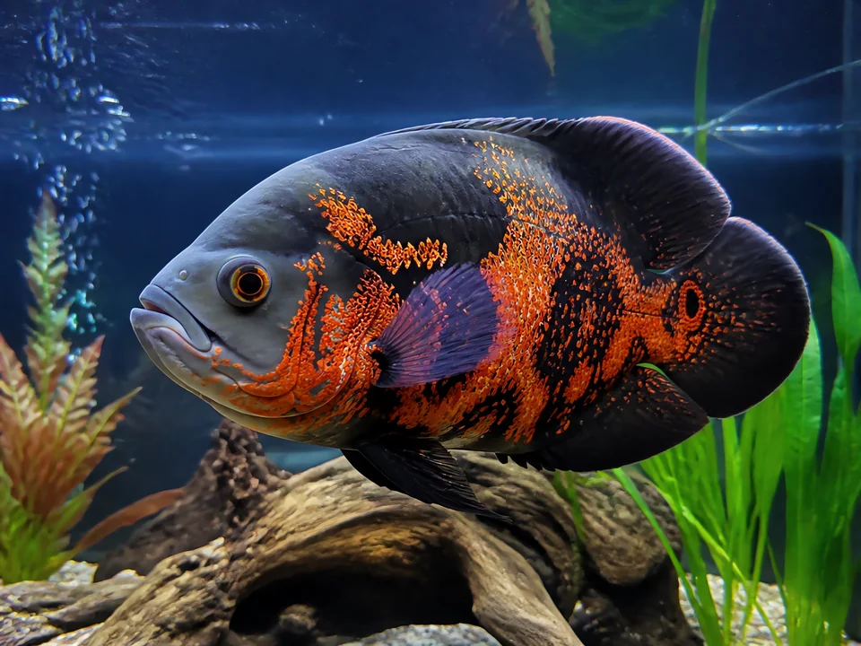 Astronotus ocellatus — Oscar