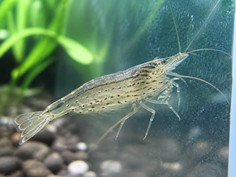 Caridina multidentata — Amano Shrimp