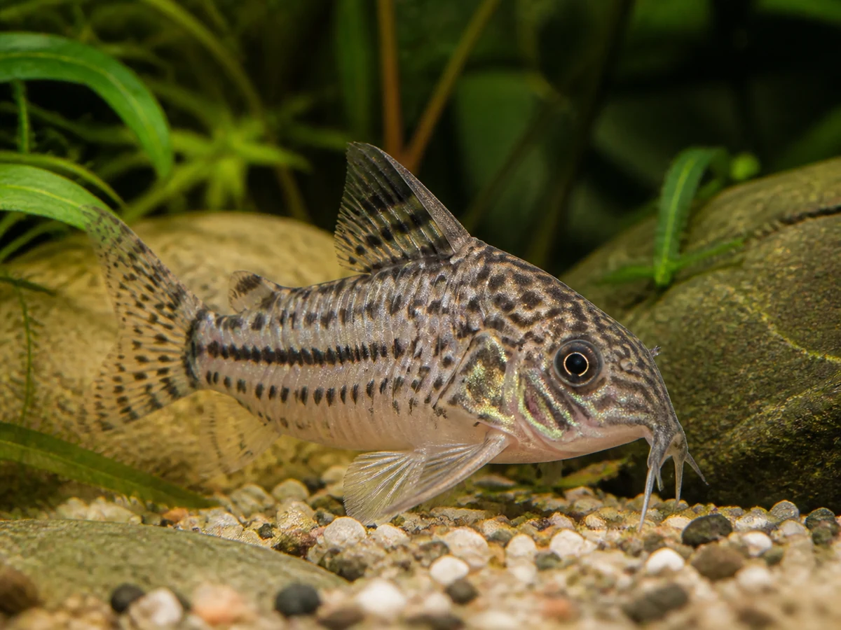 Corydoras paleatus — Peppered Cory
