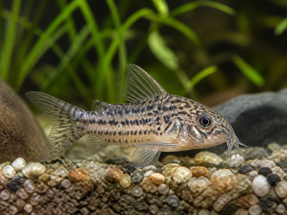 Corydoras pygmaeus — Pygmy Cory