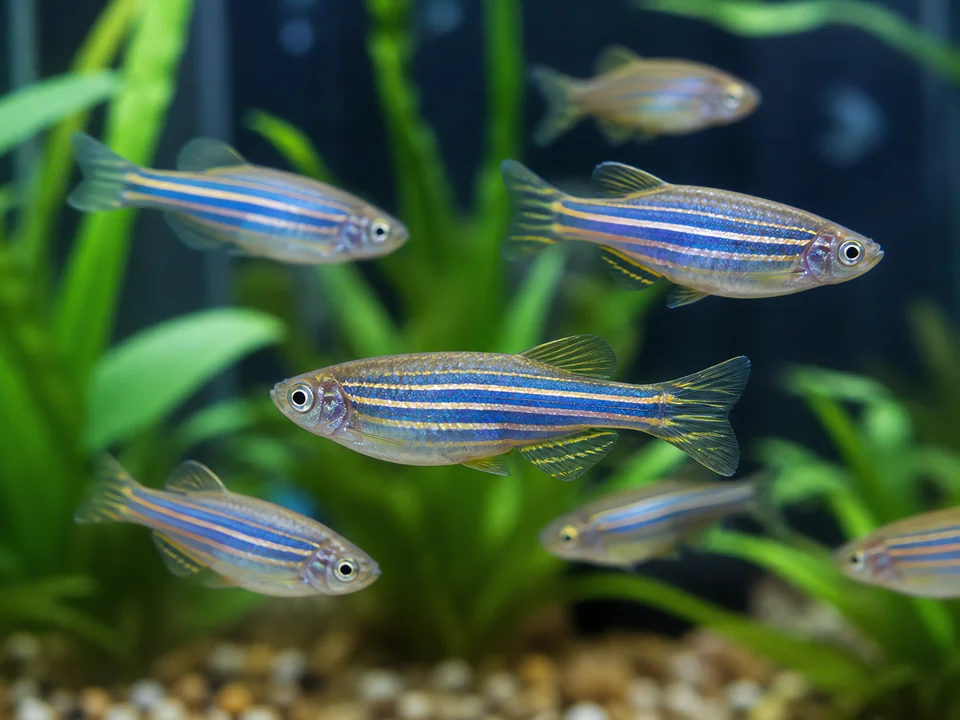 Danio rerio — Zebrafish