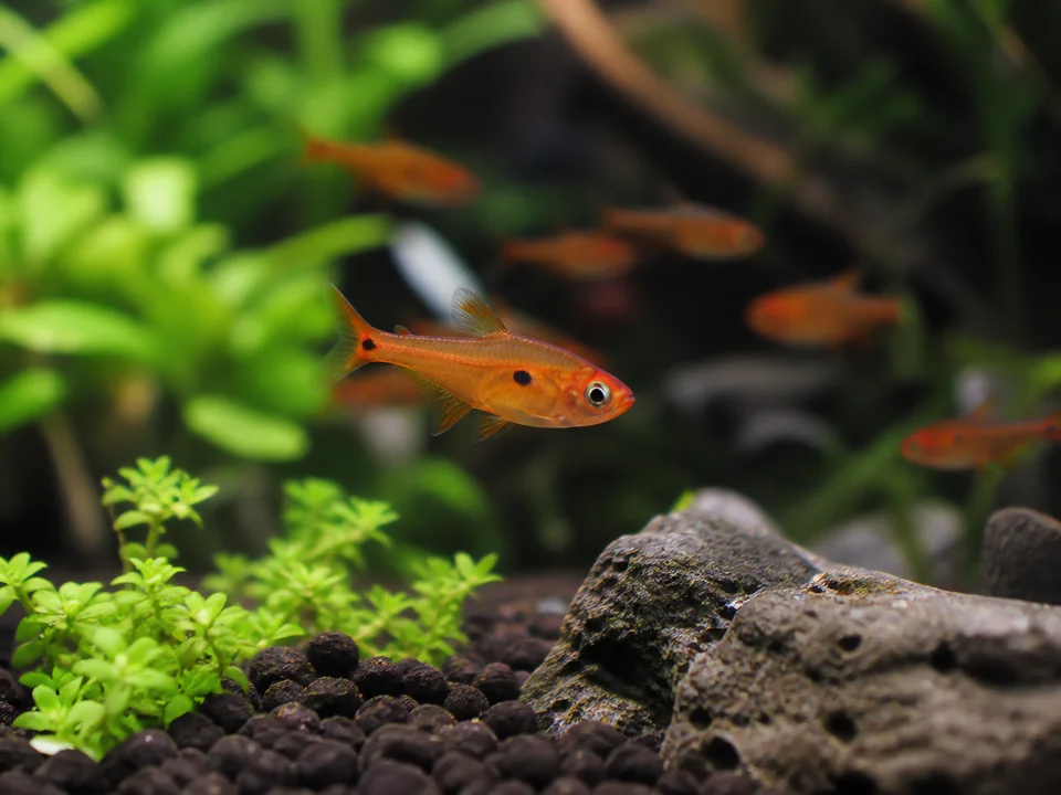 Hyphessobrycon amandae — Ember Tetra