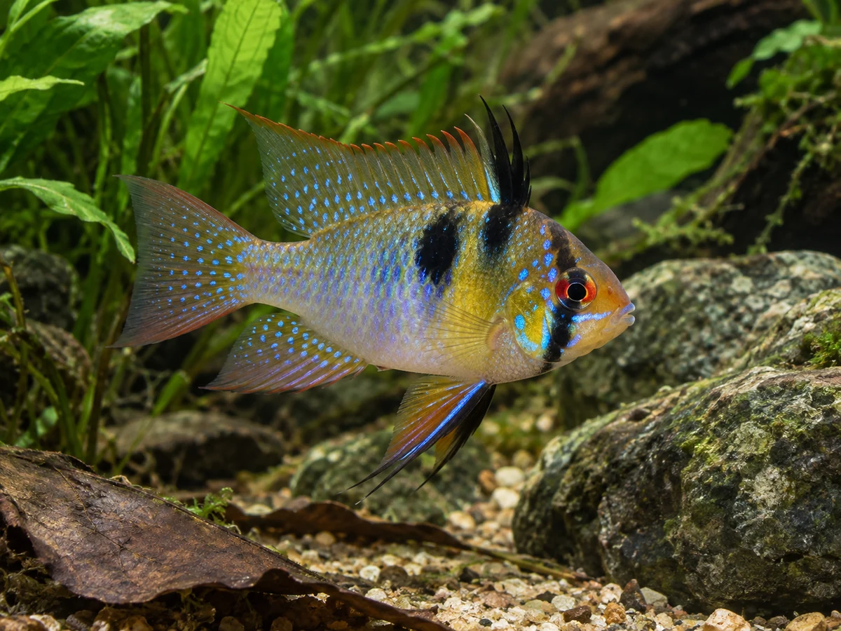 Mikrogeophagus ramirezi — German Blue Ram