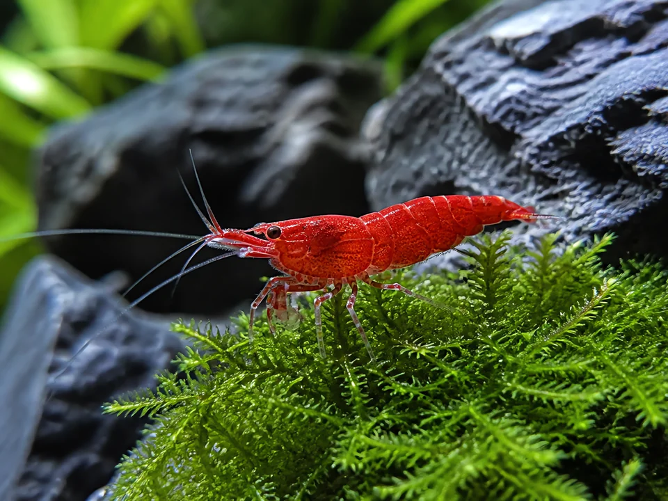 Neocaridina davidi — Cherry Shrimp