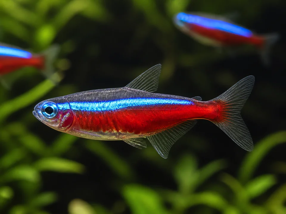 Paracheirodon axelrodi — Cardinal Tetra