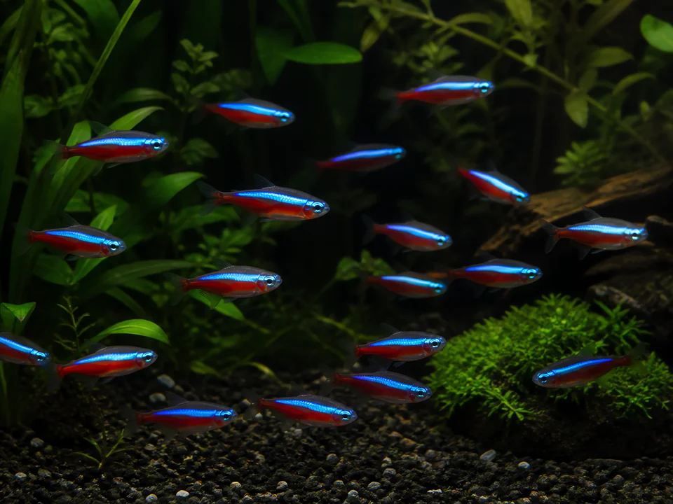 Paracheirodon innesi — Neon Tetra