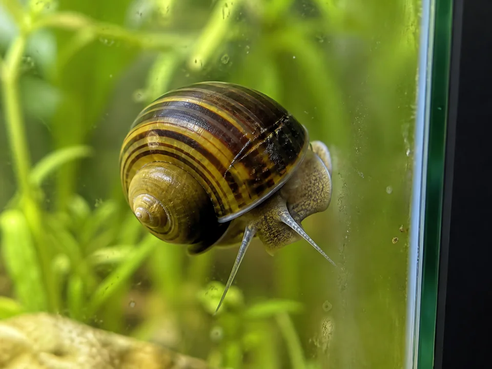 Pomacea diffusa — Mystery Snail