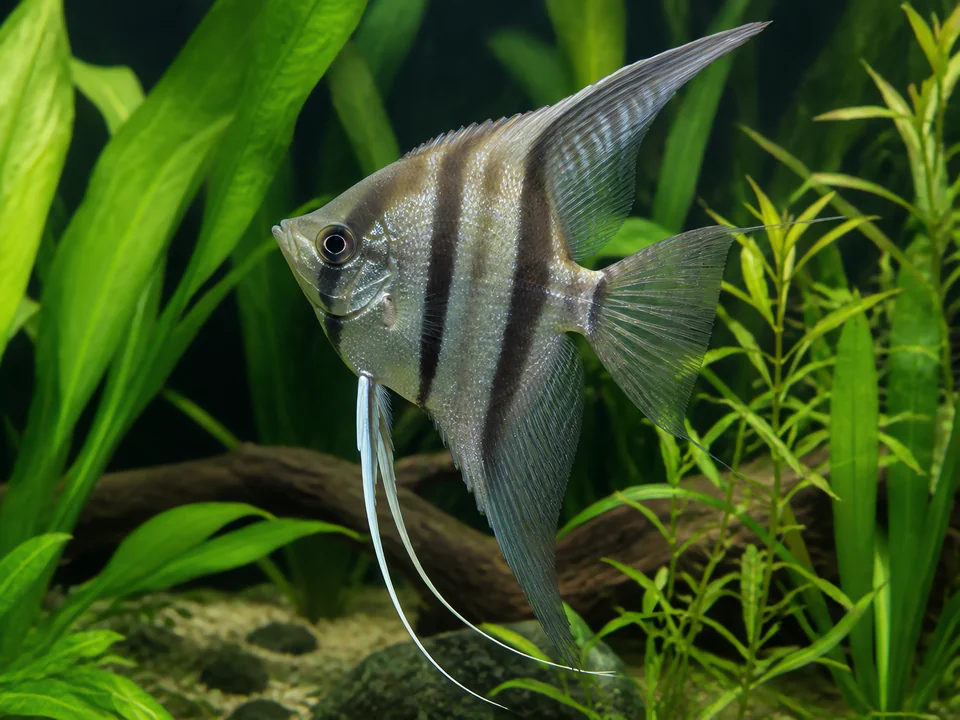 Pterophyllum scalare — Angelfish