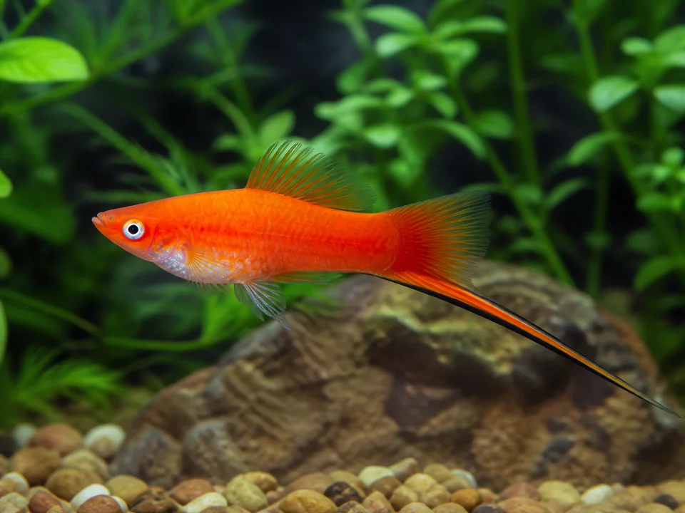 Xiphophorus hellerii — Swordtail