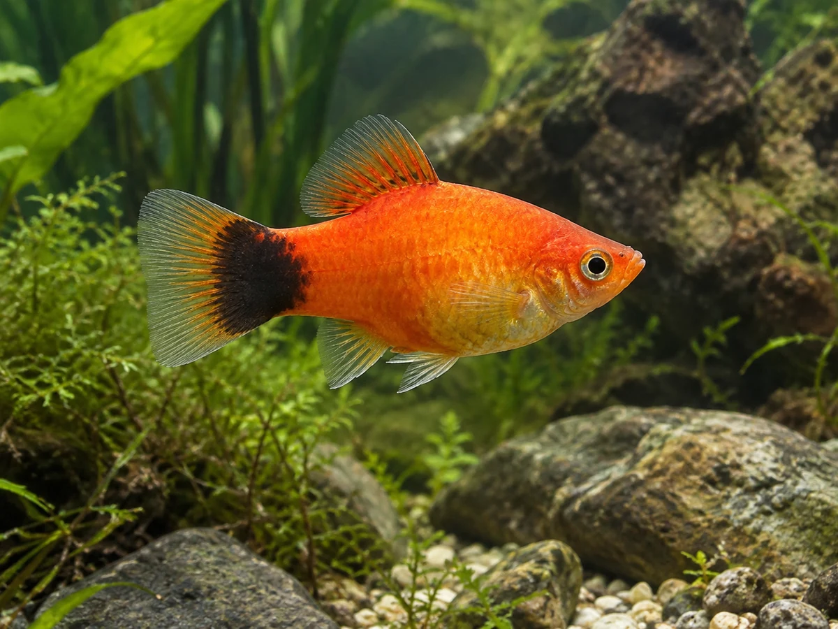 Xiphophorus maculatus — Southern Platy