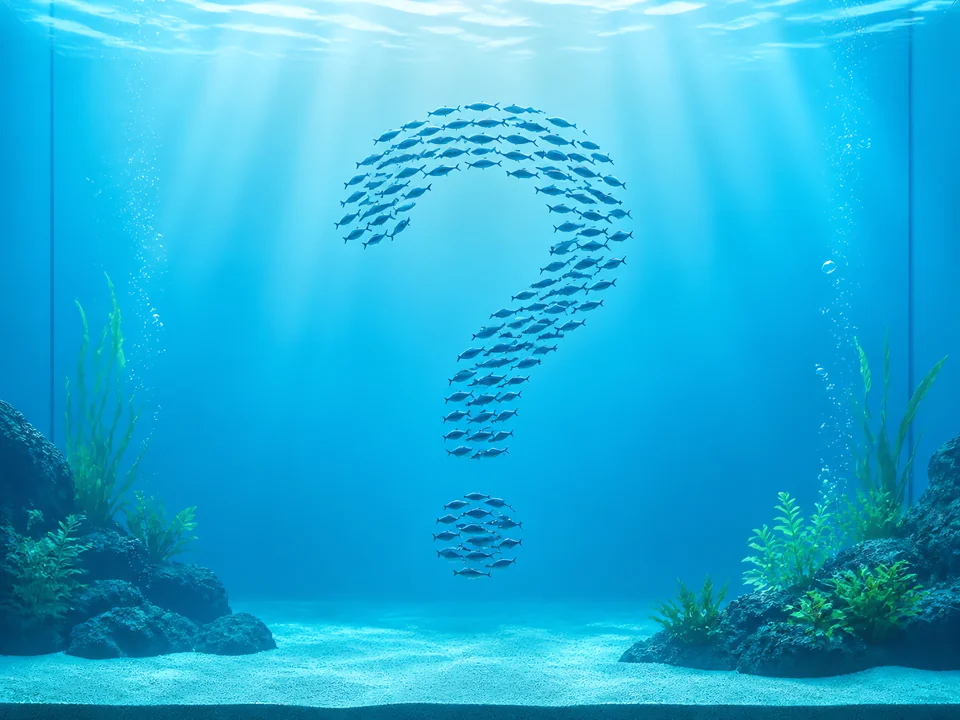 Fish Finder Quiz