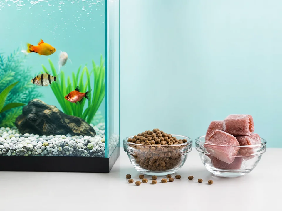 Feeding & Nutrition