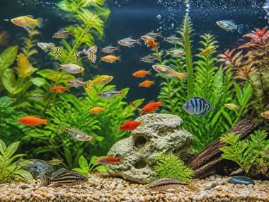Aquarium Stocking: How Many Fish Per Gallon (Rules & Table)