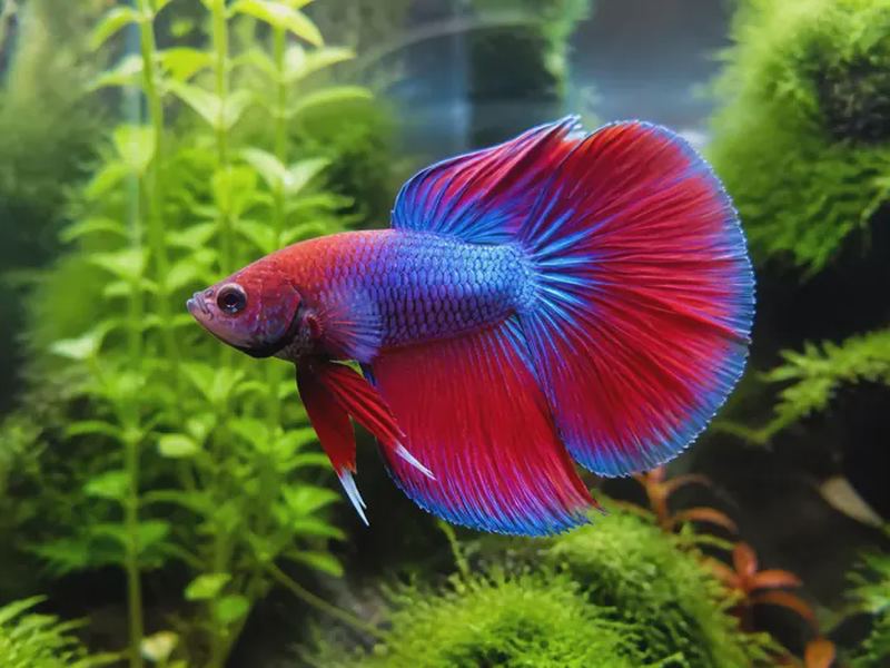 Betta Fish Care: Tank Setup, Diet & Health Guide