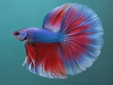 Betta Tail Types: 12 Varieties & Prices (Which to Choose)