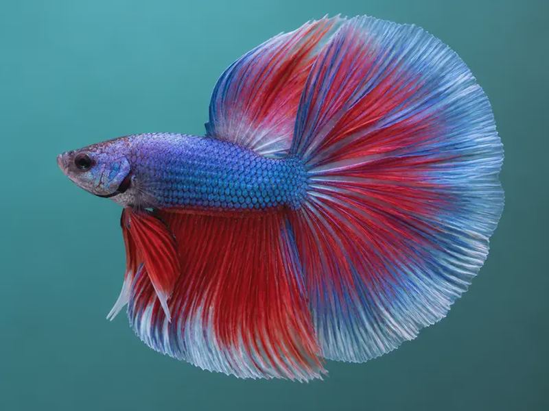 Betta Tail Types: 12 Varieties & Prices (Which to Choose)