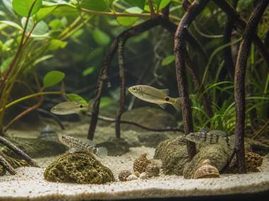 Brackish Water Tanks: Which Fish Actually Thrive There