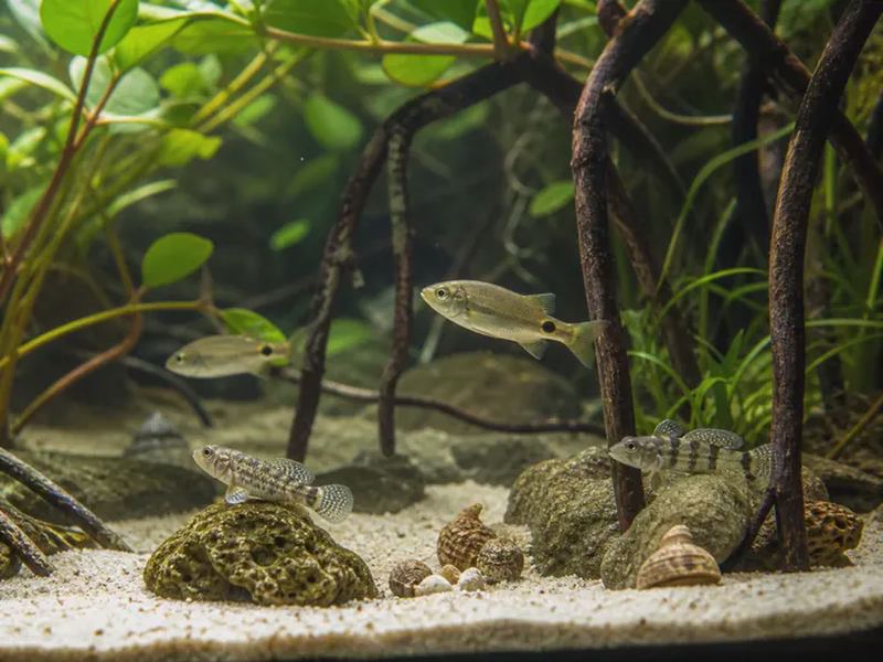 Brackish Water Tanks: Which Fish Actually Thrive There