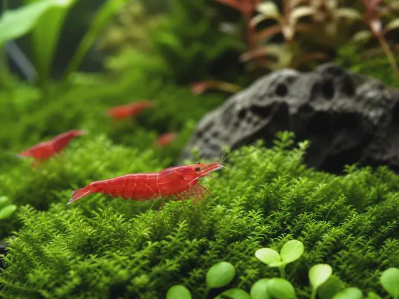 Cherry Shrimp Care: Tank Setup, Water Parameters & Breeding