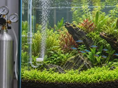 CO2 Injection for Planted Aquariums: Is It Worth It?
