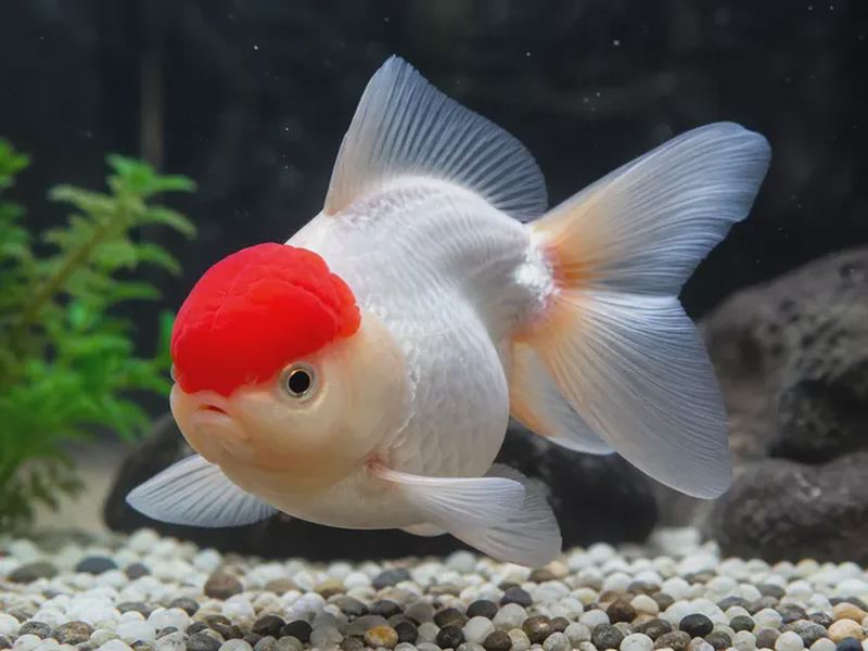 Fancy Goldfish Breeds: Types, Prices & Care Guide