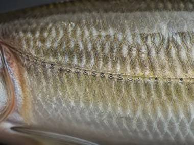 Fish Lateral Line: The Sixth Sense Explained