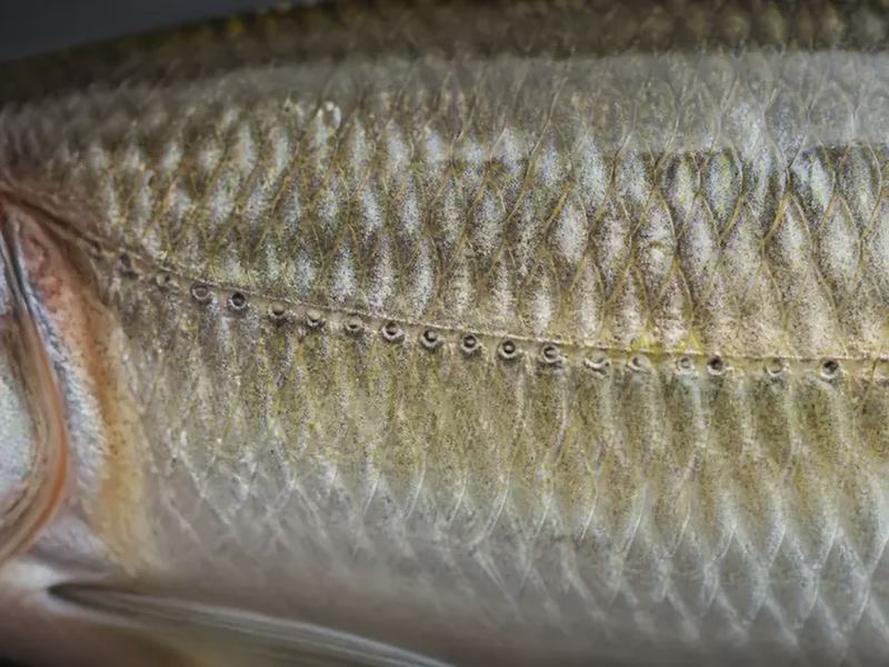 Fish Lateral Line: The Sixth Sense Explained