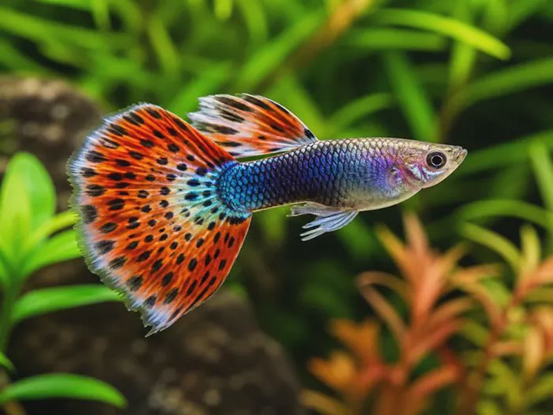 Guppy Fish Care: Tank, Water & Breeding Basics
