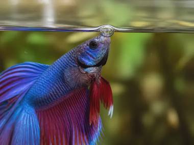 Betta Labyrinth Organ: How Bettas Breathe Air