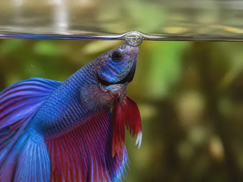 Betta Labyrinth Organ: How Bettas Breathe Air