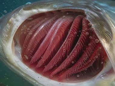 How Do Fish Breathe Underwater? Gills Explained