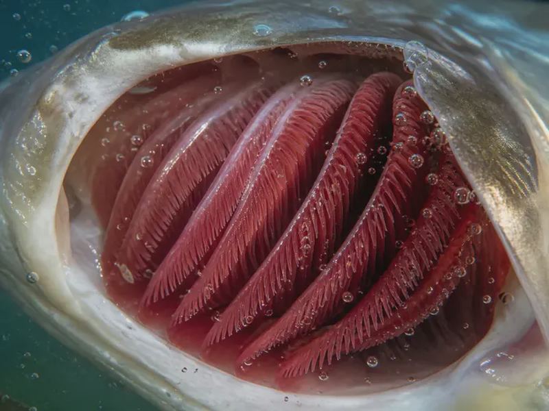 How Do Fish Breathe Underwater? Gills Explained