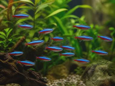 Neon Tetra Care: Tank Size, Water & Schooling Guide