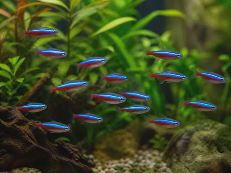 Neon Tetra Care: Tank Size, Water & Schooling Guide